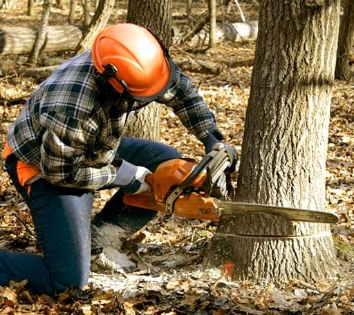 Tree Removal in Nanticoke, MD